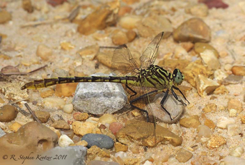 Dromogomphus armatus, female